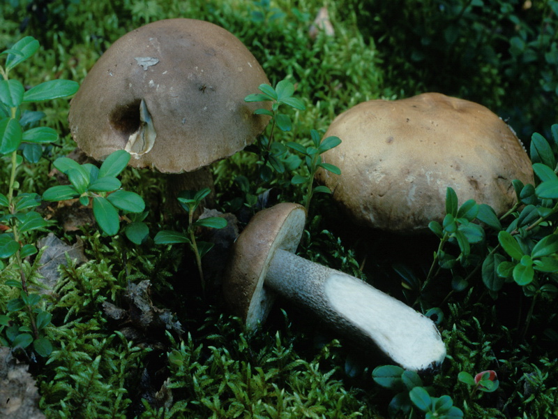 Specie interessanti dalla Lapponia 3 alcune boletaceae